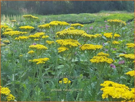 Achillea &#039;Helios&#039; | Duizendblad | Garbe