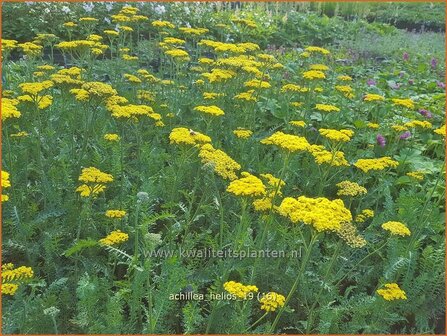 Achillea &#039;Helios&#039; | Duizendblad | Garbe