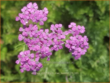 Achillea millefolium &#039;Lilac Beauty&#039; | Duizendblad | Gew&ouml;hnliche Schafgarbe