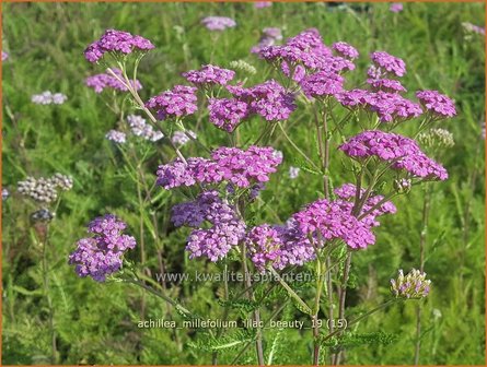 Achillea millefolium &#039;Lilac Beauty&#039; | Duizendblad | Gew&ouml;hnliche Schafgarbe