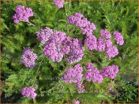 Achillea millefolium &#039;Lilac Beauty&#039; | Duizendblad | Gew&ouml;hnliche Schafgarbe