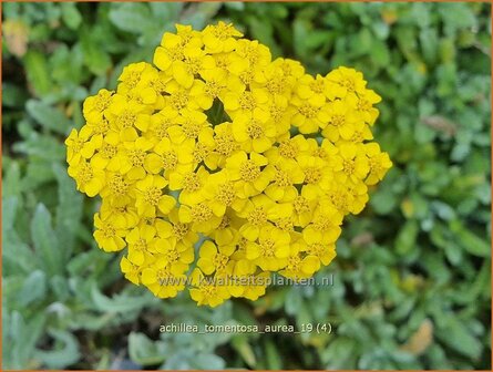 Achillea tomentosa &#039;Aurea&#039; | Duizendblad | Filzige Teppichgarbe