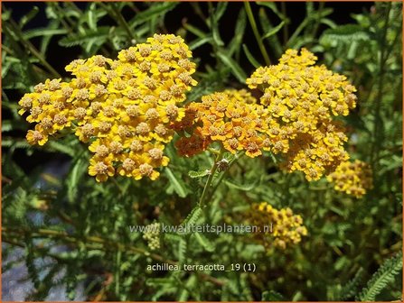 Achillea &#039;Terracotta&#039; | Duizendblad | Garbe