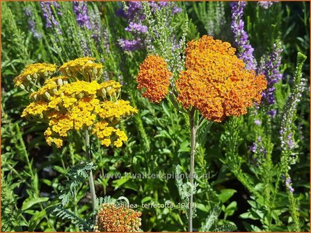 Achillea &#039;Terracotta&#039; | Duizendblad | Garbe