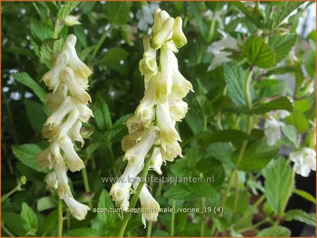 Aconitum septentrionale &#039;Ivorine&#039; | Monnikskap | Eisenhut