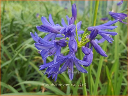Agapanthus 'Northern Star' | Afrikaanse lelie, Kaapse lelie, Liefdesbloem | Schmucklilie