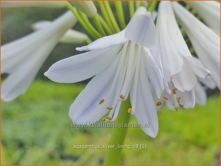 Agapanthus &#039;Silver Lining&#039; | Afrikaanse lelie, Kaapse lelie, Liefdesbloem | Schmucklilie