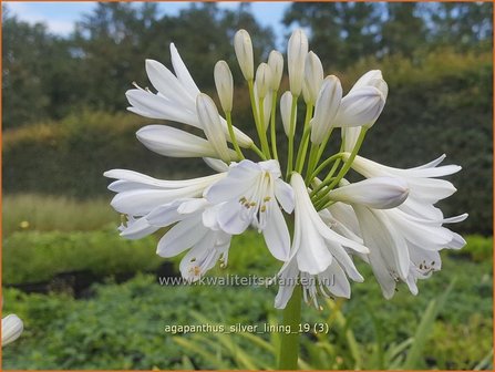 Agapanthus &#039;Silver Lining&#039; | Afrikaanse lelie, Kaapse lelie, Liefdesbloem | Schmucklilie