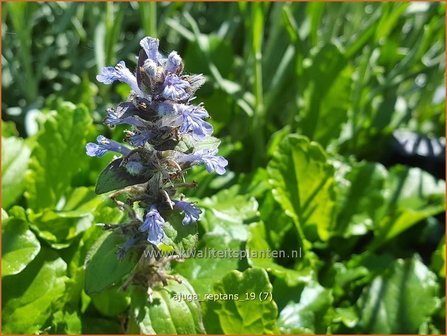 Ajuga reptans | Zenegroen | Kriechender G&uuml;nsel
