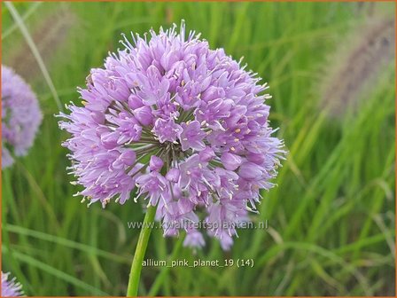 Allium &#039;Pink Planet&#039; | Sierui, Look | LauchAllium &#039;Pink Planet&#039; | Sierui, Look | Lauch