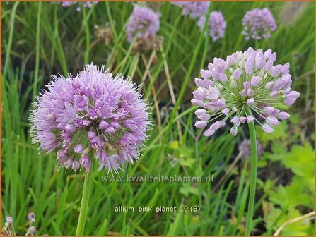 Allium &#039;Pink Planet&#039; | Sierui, Look | Lauch