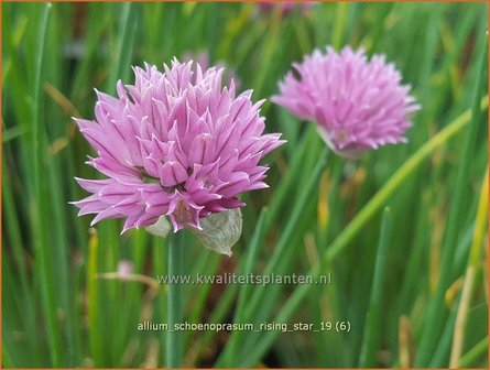 Allium schoenoprasum &#039;Rising Star&#039; | Bieslook, Look | Schnittlauch