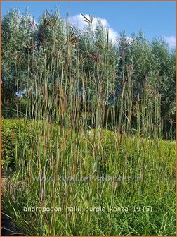 Andropogon hallii 'Purple Konza' | Baardgras | Blauhalm | Sand Bluestem