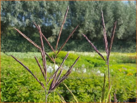 Andropogon hallii 'Purple Konza' | Baardgras | Blauhalm | Sand Bluestem