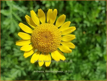 Anthemis hybrida 'Kelwayi' | Gele kamille, Verfkamille, Kamille | F&auml;rberkamille