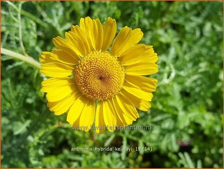 Anthemis hybrida 'Kelwayi' | Gele kamille, Verfkamille, Kamille | F&auml;rberkamille
