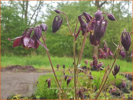 Aquilegia atrata | Donkere akelei, Akelei | Schw&auml;rzliche Akelei