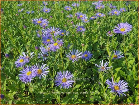 Aster frikartii 'Wunder von St&auml;fa' | Aster | Frikarts Aster