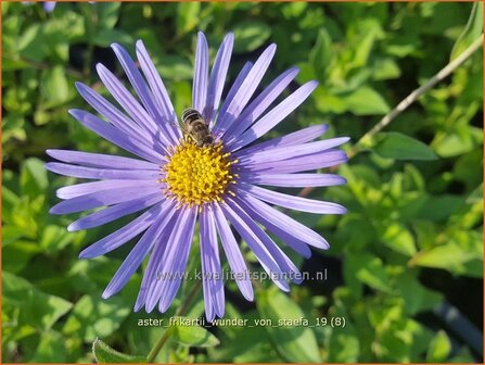 Aster frikartii 'Wunder von St&auml;fa' | Aster | Frikarts Aster