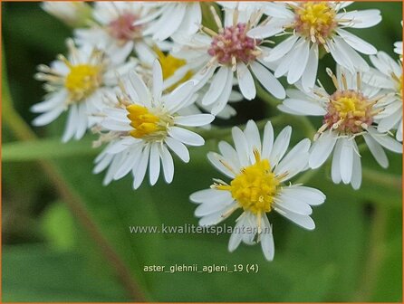 Aster glehnii &#039;Agleni&#039; | Aster | Ostasiatische Wiesen-Aster