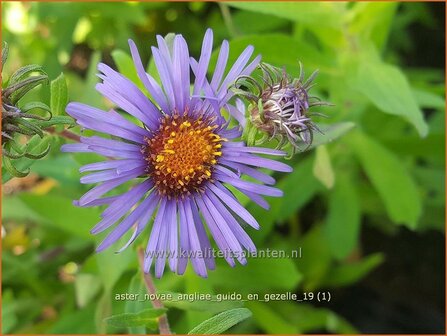 Aster novae-angliae 'Guido en Gezelle' | Nieuw-Engelse aster, Herfstaster, Aster | Raublatt-Aster
