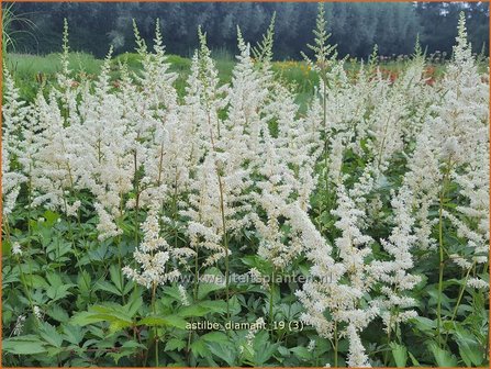 Astilbe &#039;Diamant&#039; | Pluimspirea, Spirea | Prachtspiere