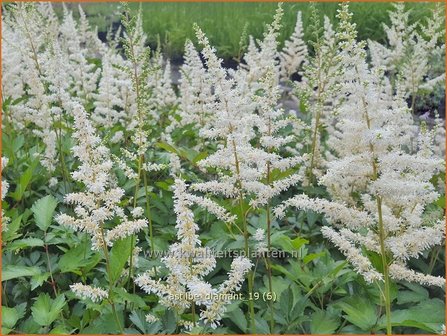 Astilbe &#039;Diamant&#039; | Pluimspirea, Spirea | Prachtspiere