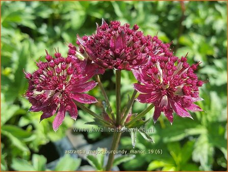 Astrantia major 'Burgundy Manor' | Zeeuws knoopje, Groot sterrenscherm | Gro&szlig;e Sterndolde