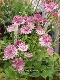 Astrantia major &#039;Roma&#039; | Zeeuws knoopje, Groot sterrenscherm | Gro&szlig;e Sterndolde