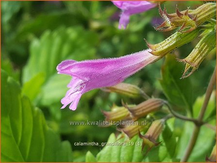 Calamintha grandiflora | Steentijm | Gro&szlig;bl&uuml;tige Bergminze
