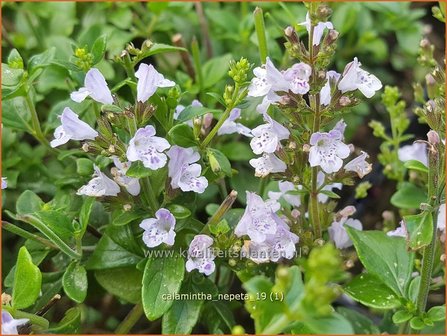 Calamintha nepeta | Bergsteentijm, Steentijm | Kleinbl&uuml;tige Bergminze