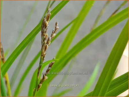 Carex digitata | Vingerzegge, Zegge | Gefingerte Segge