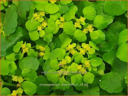 Chrysosplenium alternifolium | Paarbladig goudveil, Verspreidbladig goudveil, Goudveil | Gegenbl&auml;ttriges Milzkraut