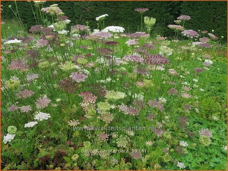Daucus carota &amp;#x0027;Dara&amp;#x0027; | Roze peen, Wilde peen, Peen | Wilde M&amp;#x00f6;hre