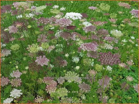 Daucus carota &amp;#x0027;Dara&amp;#x0027; | Roze peen, Wilde peen, Peen | Wilde M&amp;#x00f6;hre