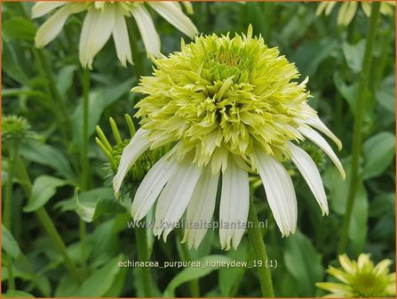 Echinacea purpurea &#039;Honeydew&#039; | Rode zonnehoed, Zonnehoed | Roter Sonnenhut