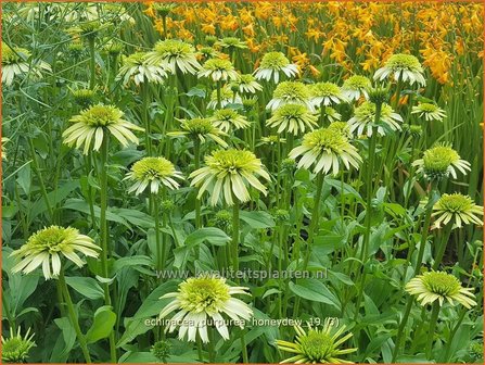 Echinacea purpurea &#039;Honeydew&#039; | Rode zonnehoed, Zonnehoed | Roter Sonnenhut