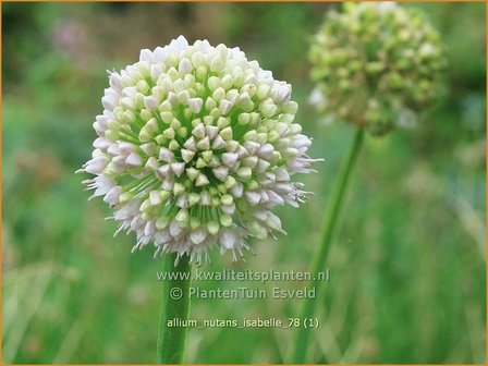Allium nutans &#039;Isabelle&#039; | Sierui, Look | Lauch