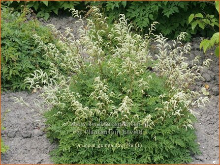 Aruncus &#039;Guinea Fowl&#039; | Geitenbaard | Gei&szlig;bart