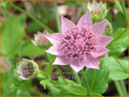 Astrantia maxima | Zeeuws knoopje, Groot sterrenscherm | Kaukasus-Sterndolde
