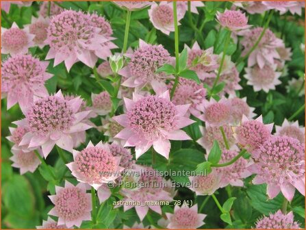 Astrantia maxima | Zeeuws knoopje, Groot sterrenscherm | Kaukasus-Sterndolde