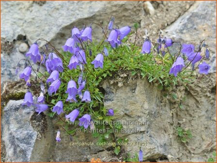 Campanula cochleariifolia | Zodeklokje, Klokjesbloem | Zwerg-Glockenblume