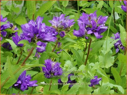 Campanula glomerata 'Superba' | Kluwenklokje, Kopcampanula, Klokjesbloem | Kn&auml;uel-Glockenblume