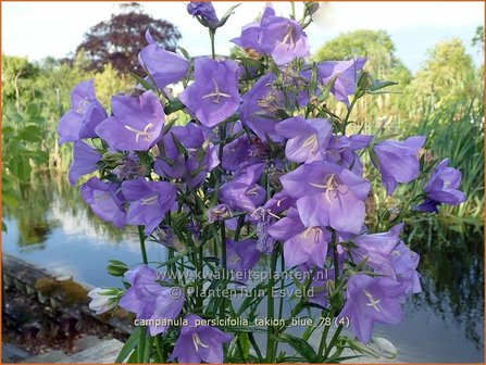 Campanula persicifolia 'Takion Blue' | Perzikbladklokje, Prachtklokje, Klokjesbloem | Pfirsichbl&auml;ttrige Gl