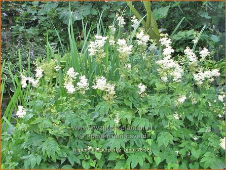 Filipendula purpurea 'Alba' | Moerasspirea, Spirea | Rotbl&uuml;hendes M&auml;des&uuml;&szlig;