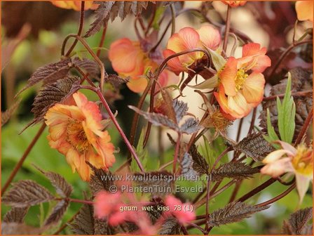 Geum 'Wet Kiss' | Nagelkruid | Nelkenwurz