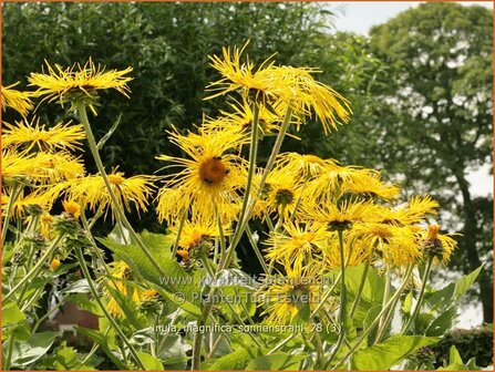 Inula magnifica 'Sonnenstrahl'