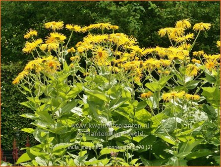 Inula magnifica 'Sonnenstrahl'