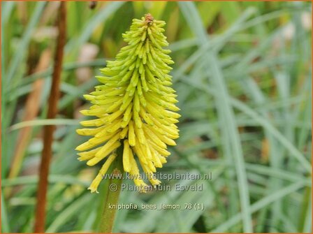 Kniphofia 'Bees Lemon' | Vuurpijl, Fakkellelie | Fackellilie
