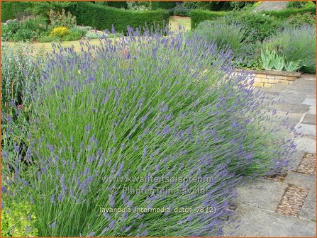Lavandula intermedia &#039;Dutch&#039; | Lavandin, Lavendel | Provence-Lavendel
